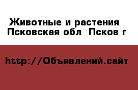  Животные и растения. Псковская обл.,Псков г.